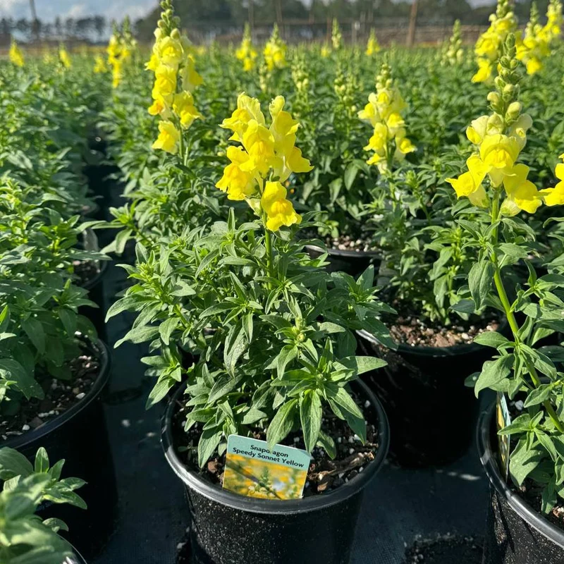 Speedy Sonnet Yellow Snapdragon