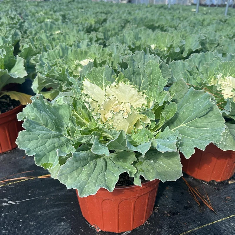 ‘Osaka White’ Ornamental Cabbage