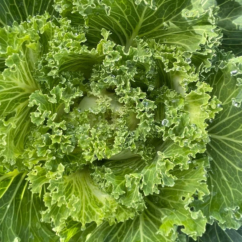 White Kamome Ornamental Kale