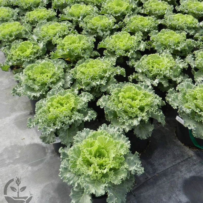 White Kamome Ornamental Kale