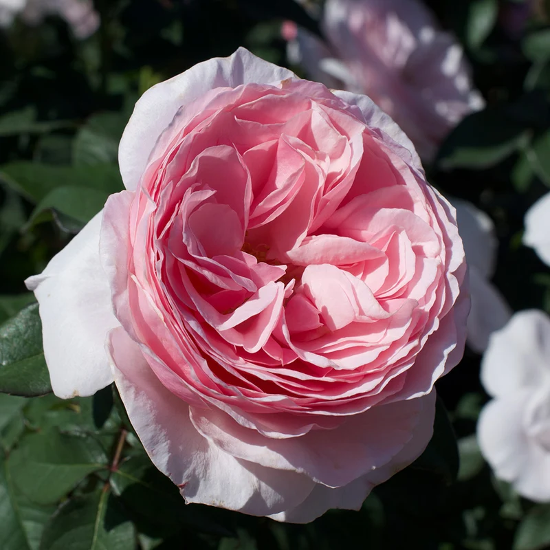 Scentuous® Rose Shrub