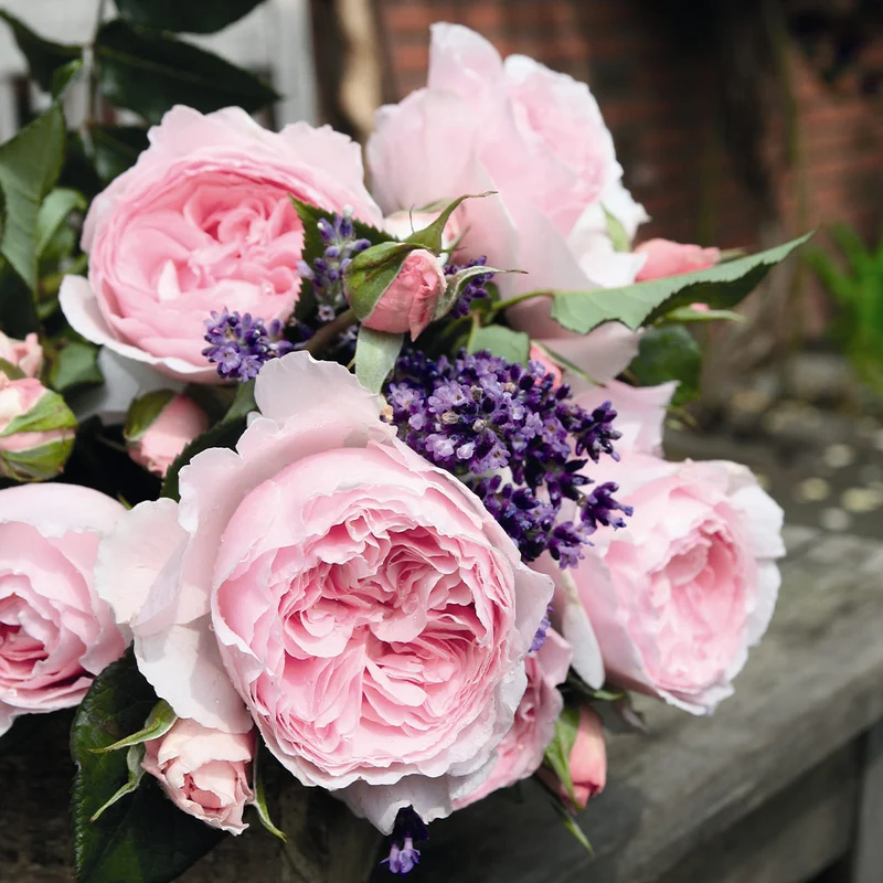 Scentuous® Rose Shrub