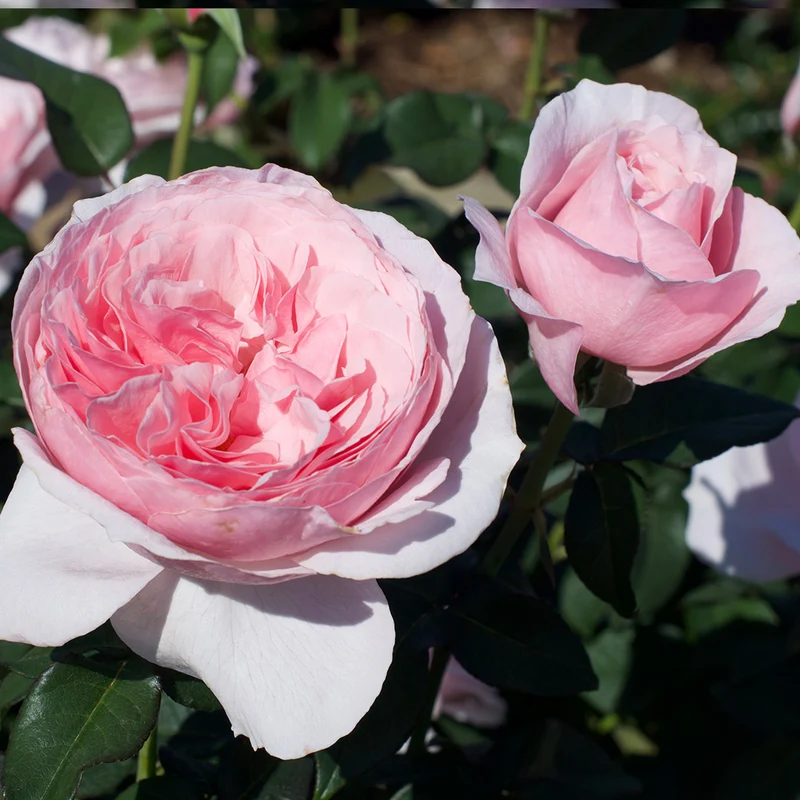 Scentuous® Rose Shrub