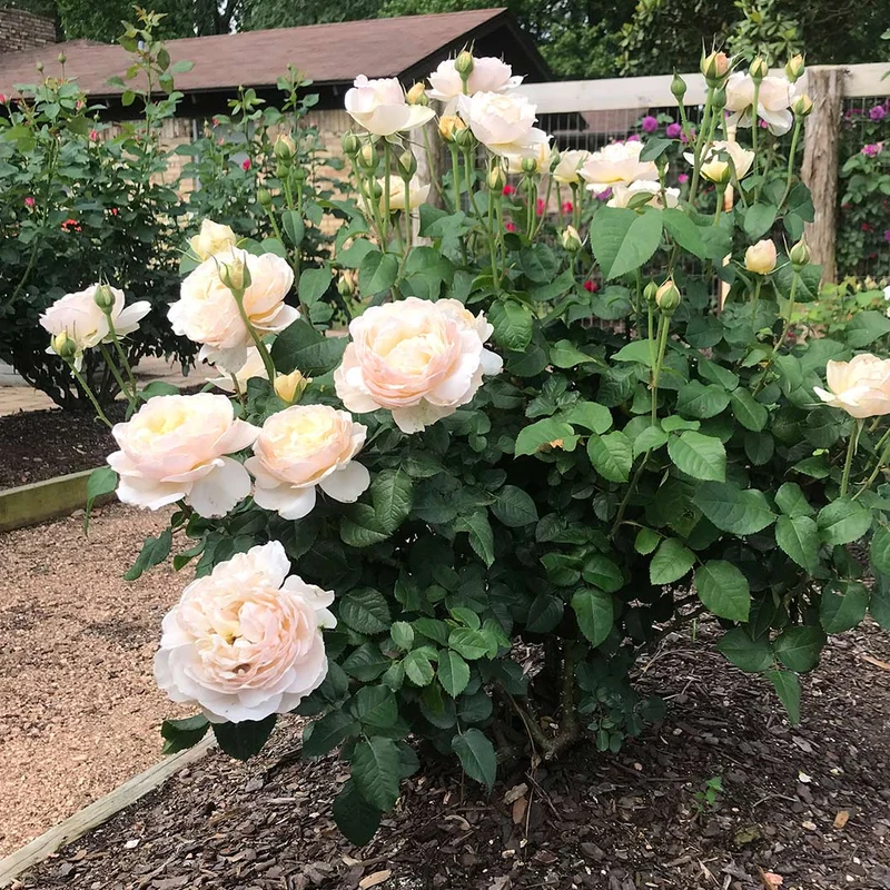 Moonlight in Paris® Rose Shrub
