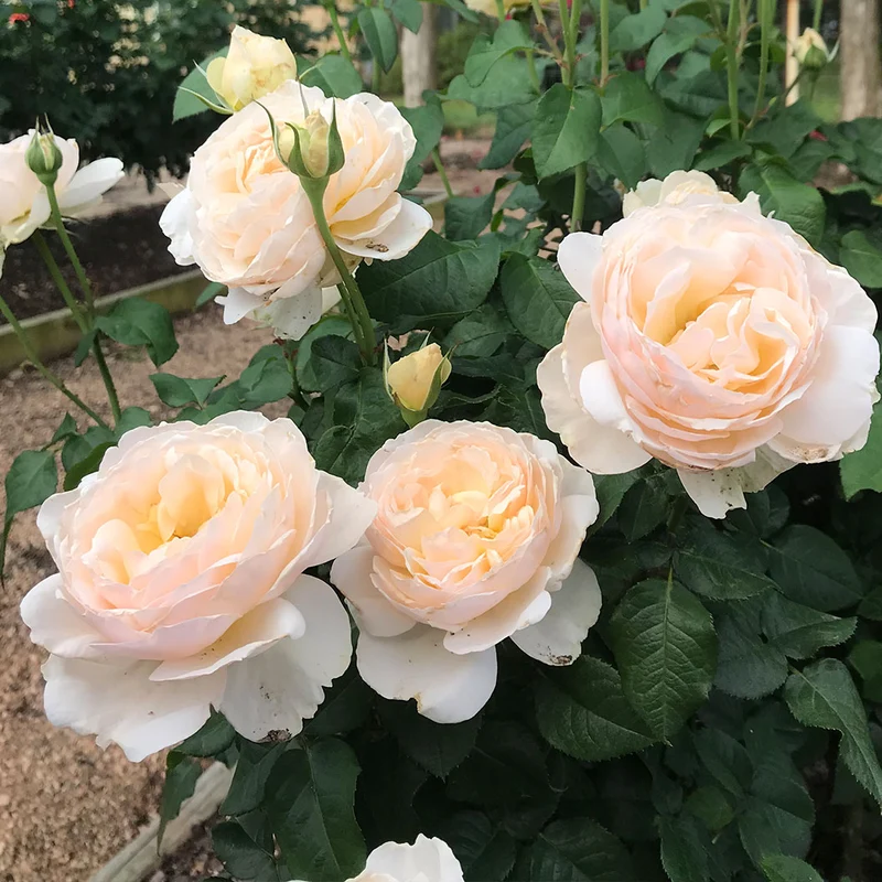 Moonlight in Paris® Rose Shrub