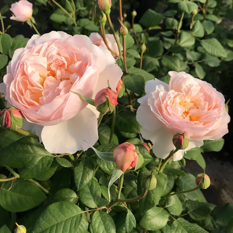Moonlight in Paris® Rose Shrub