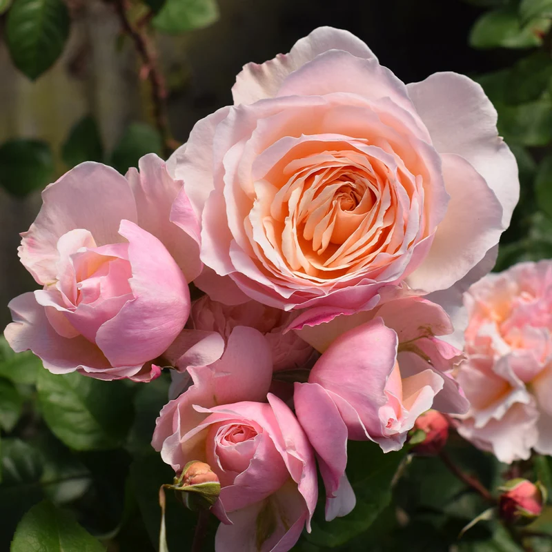 Moonlight in Paris® Rose Shrub