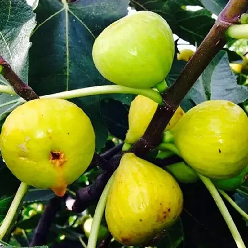 Italian Honey Fig Tree