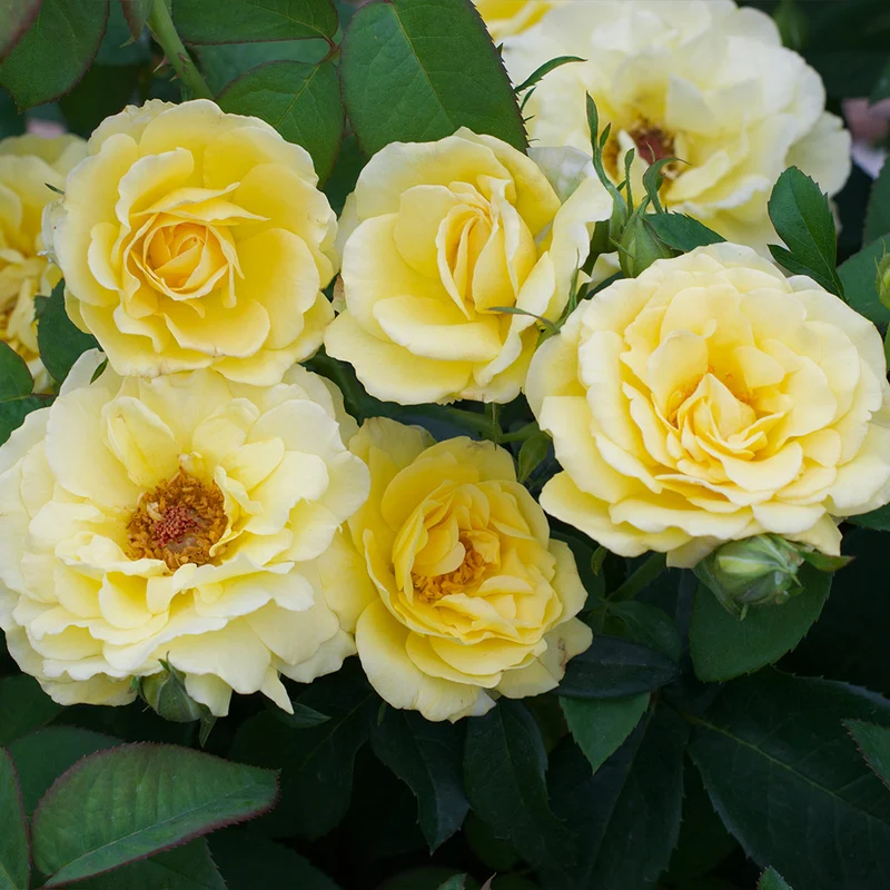 Bee Heaven™ Rose Shrub