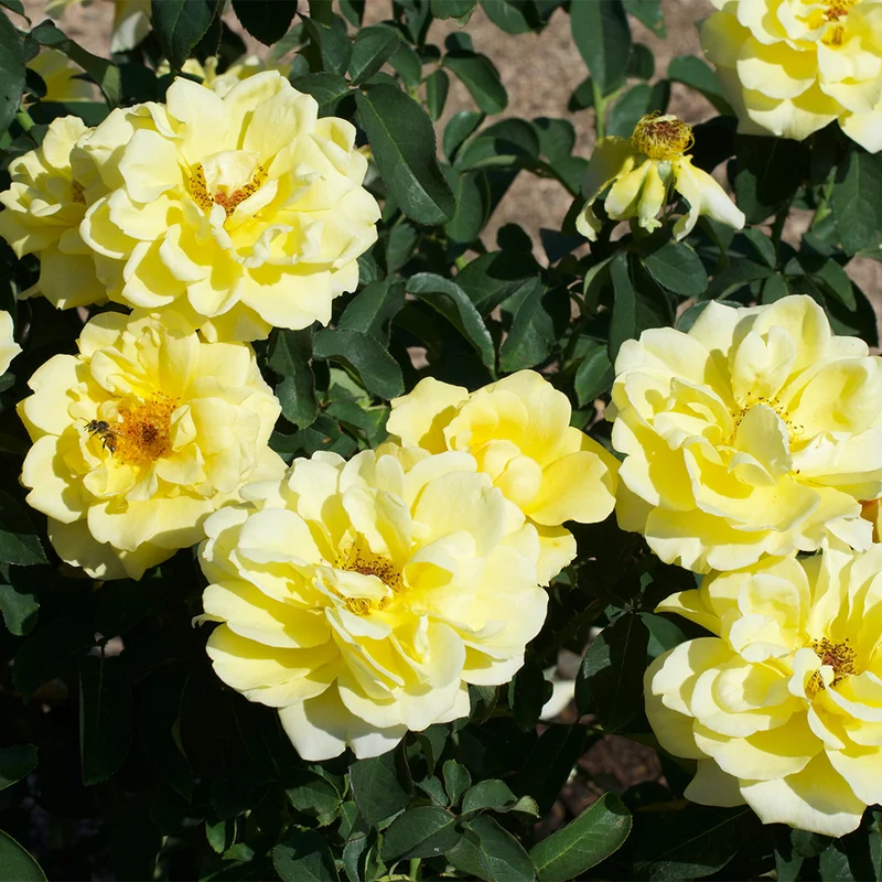 Bee Heaven™ Rose Shrub
