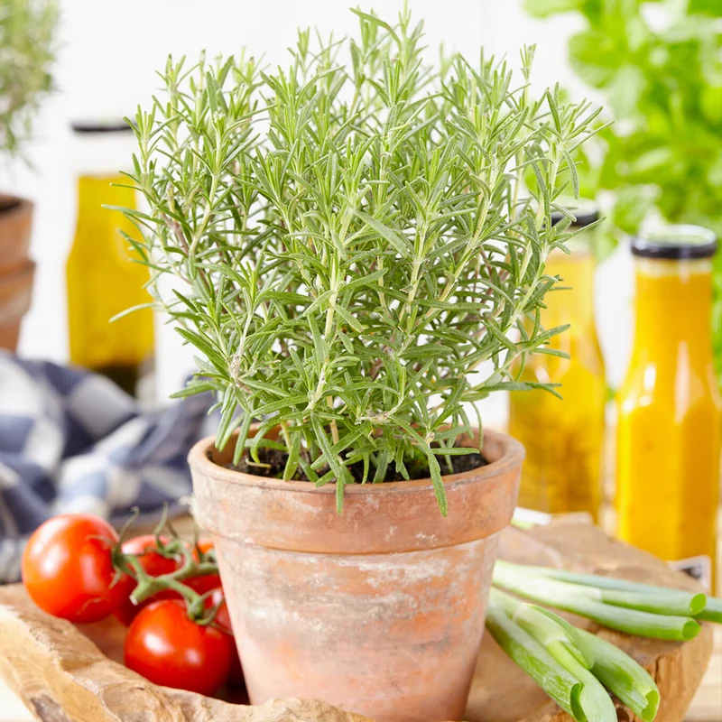Southern Living® Chef's Choice® Rosemary Plant
