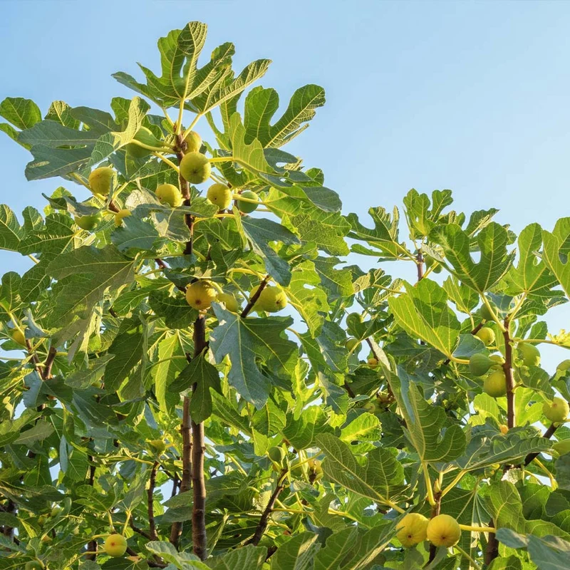 Desert King Fig Tree