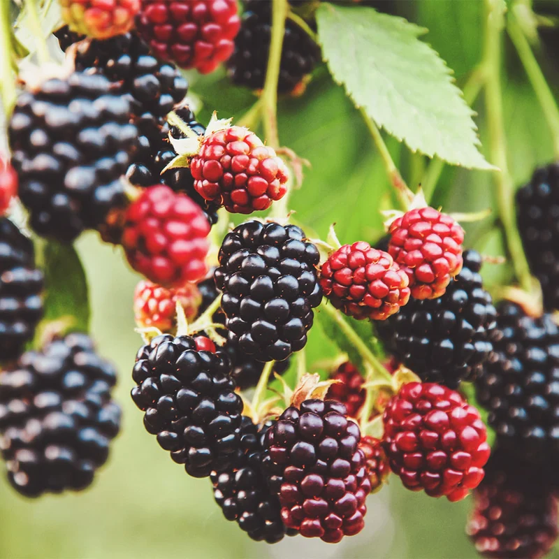 Sweet-Ark™ Ponca Blackberry Plant