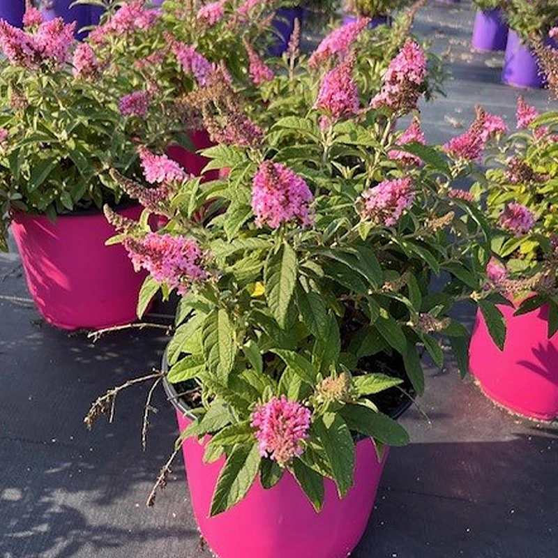 Butterfly Candy® Li'l Taffy™ Butterfly Bush