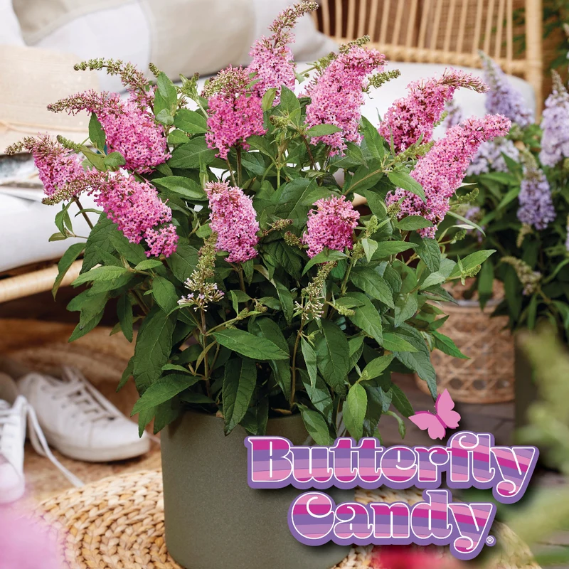 Butterfly Candy® Li'l Taffy™ Butterfly Bush
