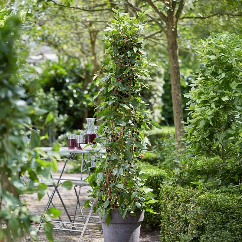 MojoBerry® Mulberry Bush