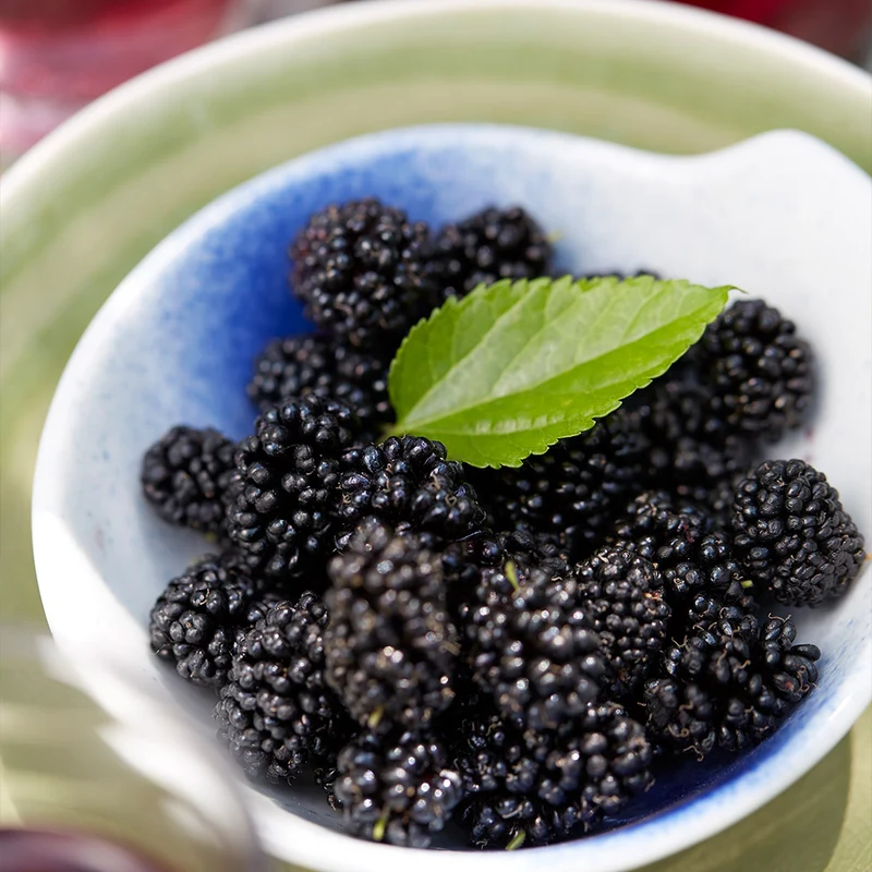 MojoBerry® Mulberry Bush
