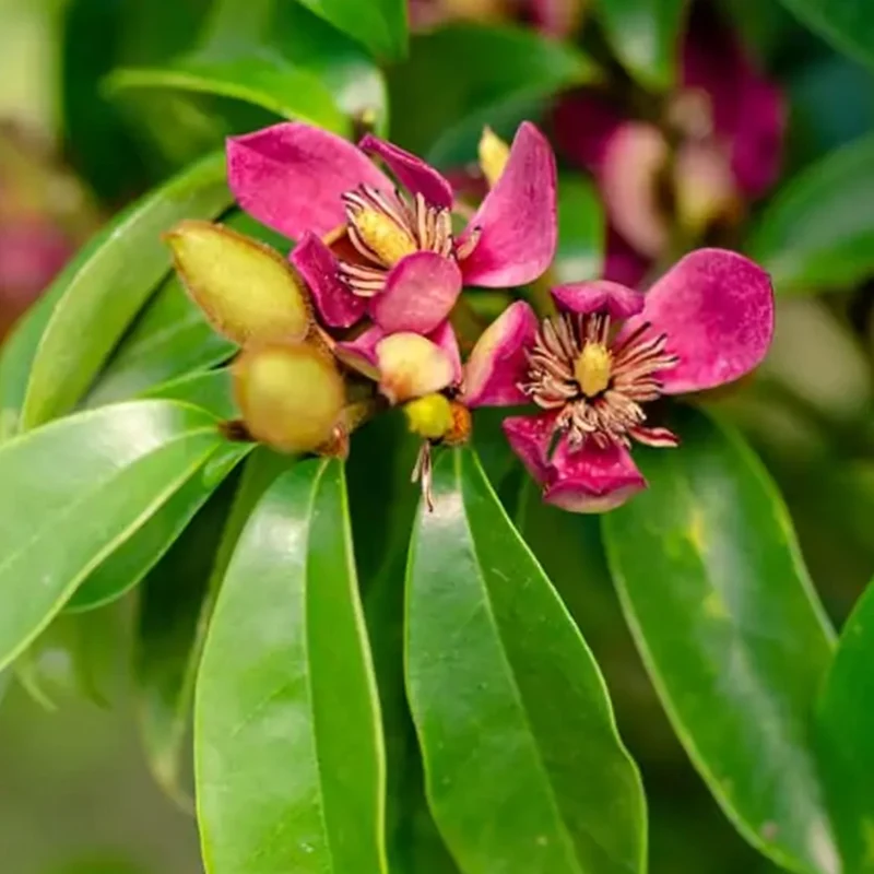 Southern Living® 'Stellar Ruby' Magnolia Tree
