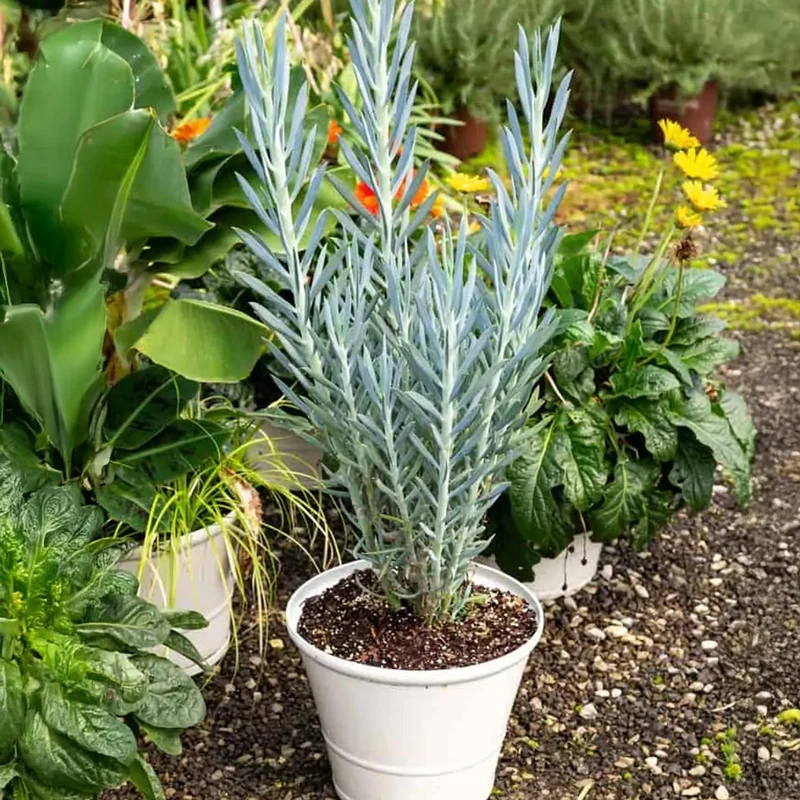 Southern Living® Skyscraper® Senecio