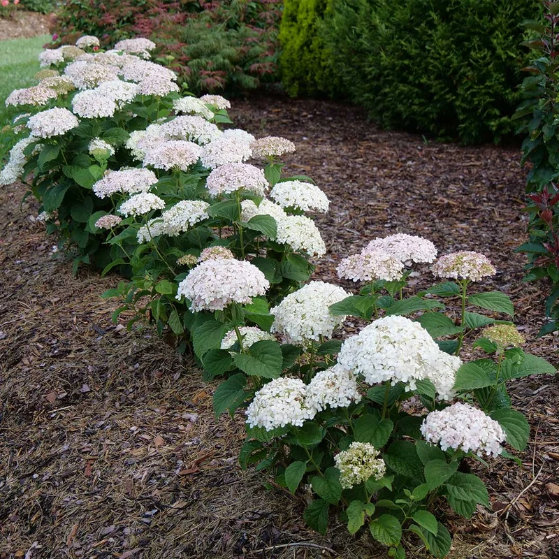 Proven Winners® Invincibelle Wee White® Hydrangea