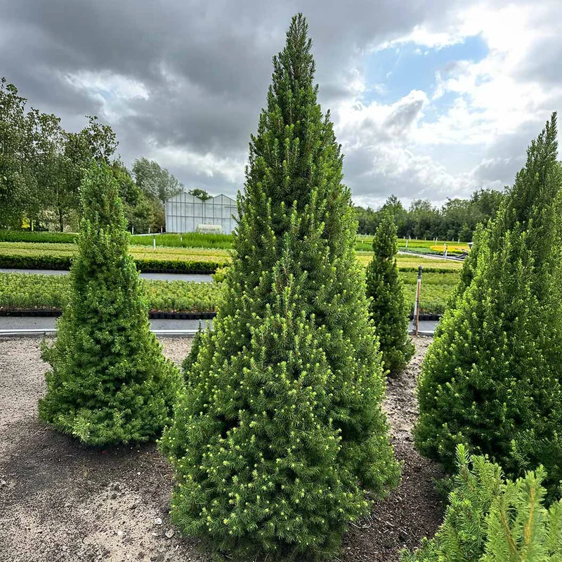 Spruce It Up™ Dwarf Alberta Spruce Tree
