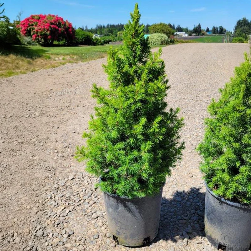 Spruce It Up™ Dwarf Alberta Spruce Tree