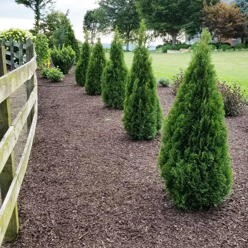 Emerald Squeeze™ Thuja Tree
