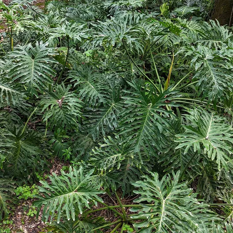Philodendron Selloum