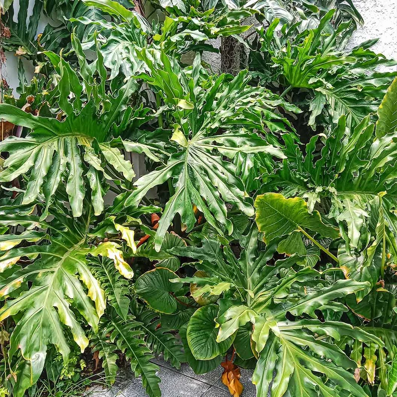 Philodendron Selloum