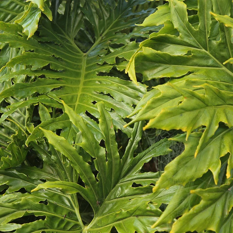 Philodendron Selloum