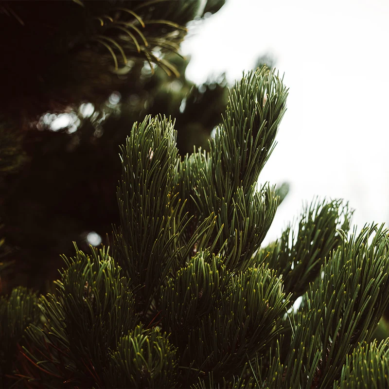 Winter Jade Austrian Pine