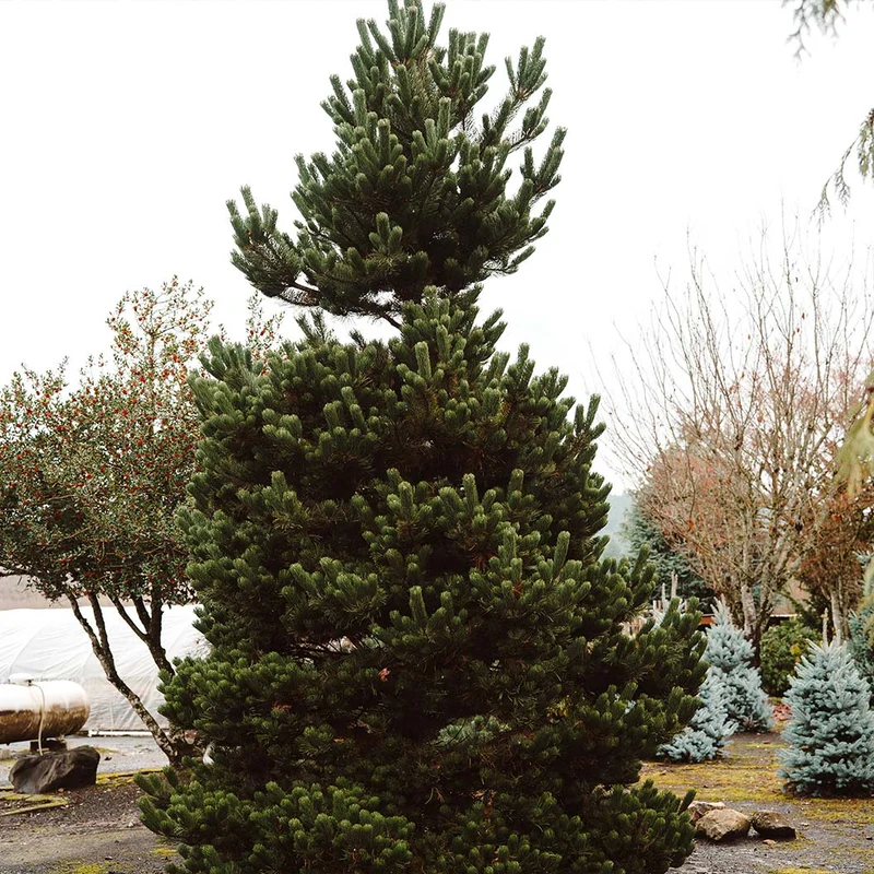 Winter Jade Austrian Pine