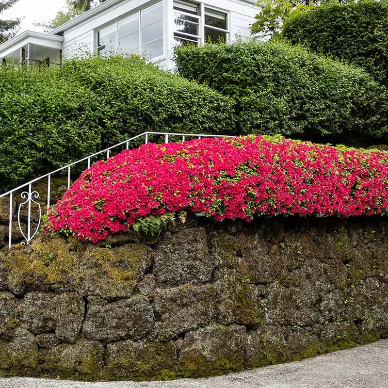 Red Ruffle Azalea Shrub
