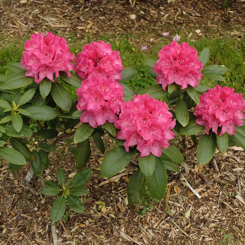 Holden's Fuchsia Hybrid Rhododendron Shrub
