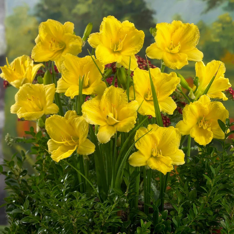 Happy Returns Daylily