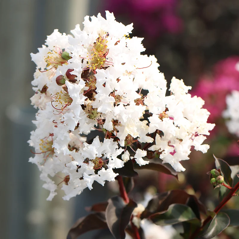 Black Diamond® Crystalline™ Crape Myrtle