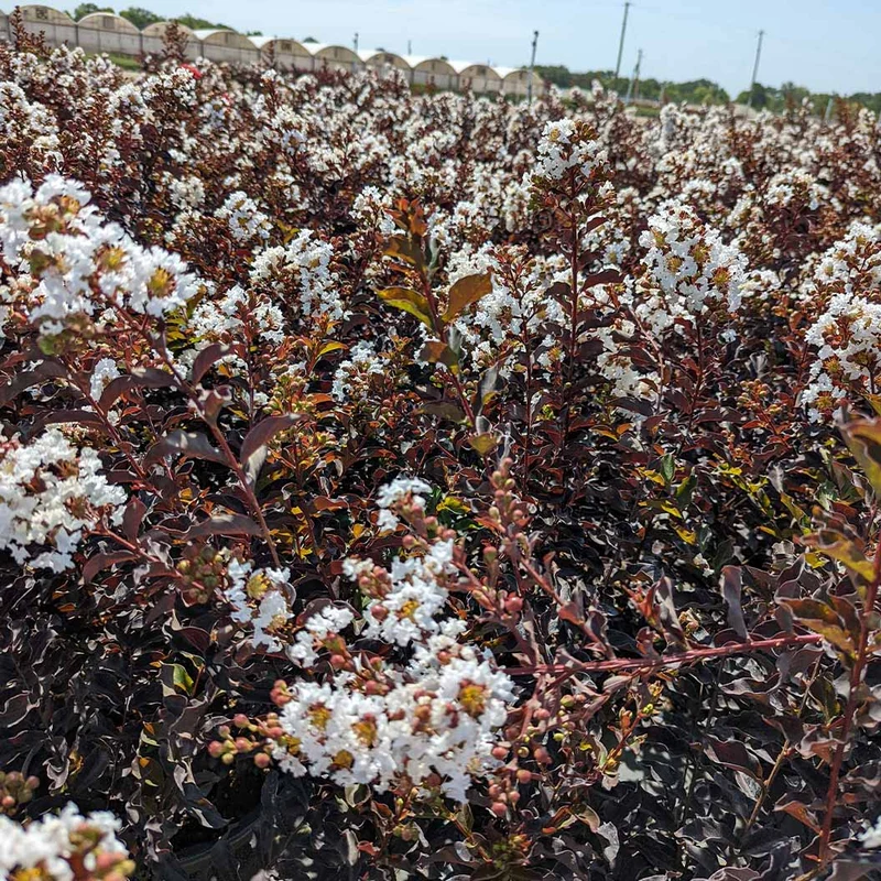 Black Diamond® Crystalline™ Crape Myrtle