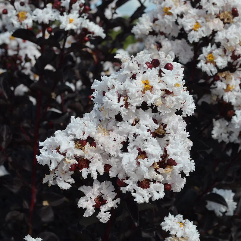 Black Diamond® Crystalline™ Crape Myrtle