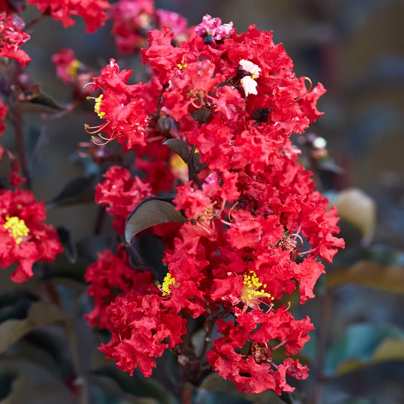 Black Diamond® Crimson Crown™ Crape Myrtle Shrub