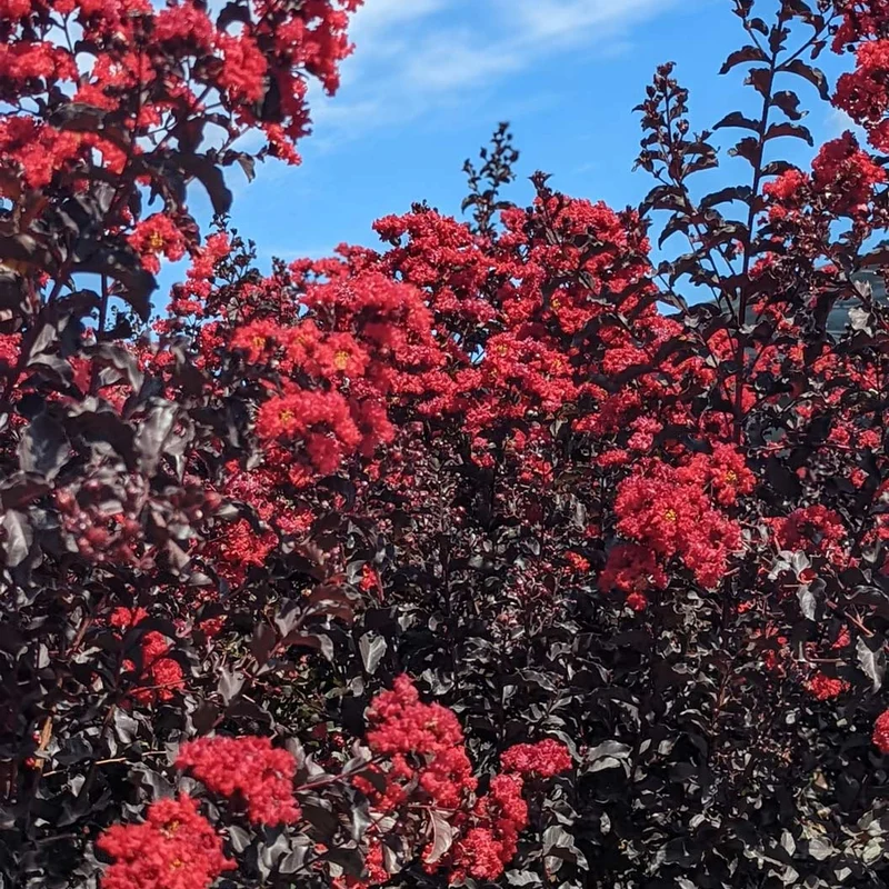 Black Diamond® Crimson Crown™ Crape Myrtle Shrub
