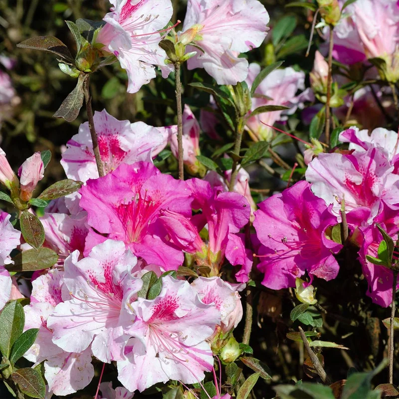 Autumn Twist® Encore® Azalea