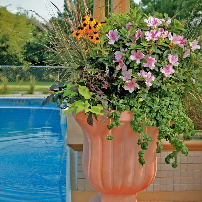 Autumn Twist® Encore® Azalea
