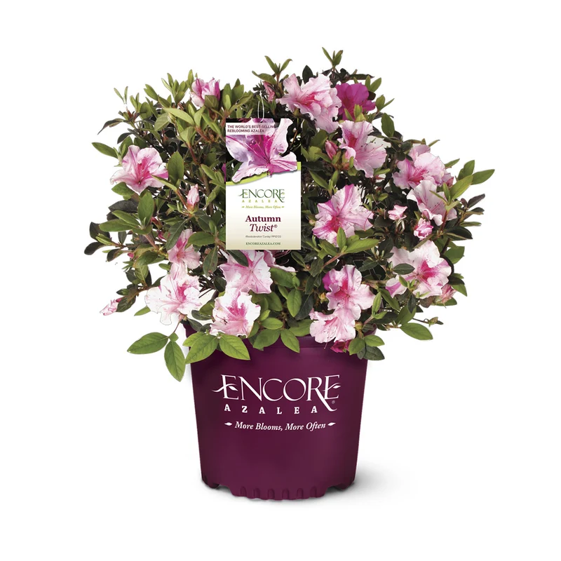 Autumn Twist® Encore® Azalea