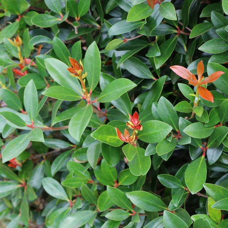 Cleyera Japonica