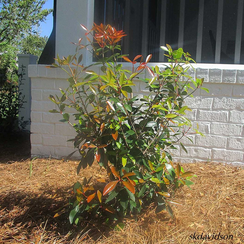 Cleyera Japonica