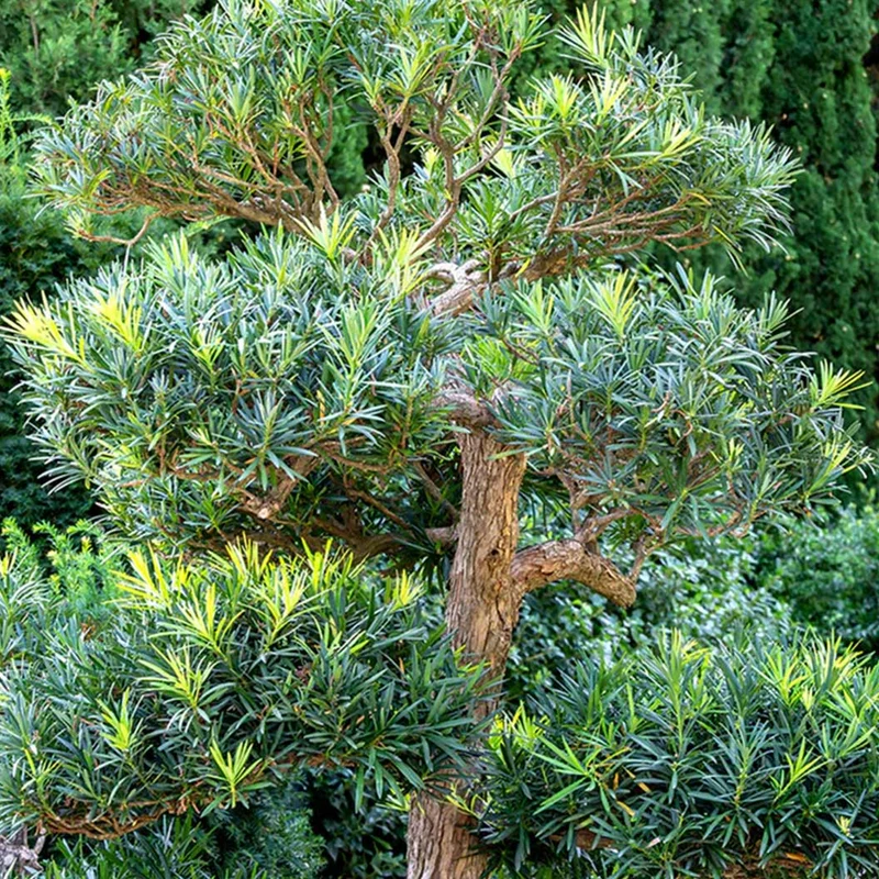 Pringles Dwarf Podocarpus