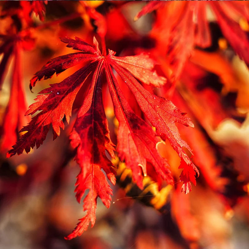 Orangeola Weeping Japanese Maple Tree