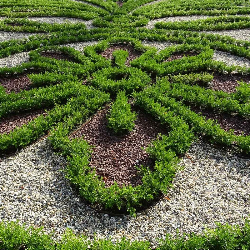 Better Boxwood® Renaissance™ Shrub