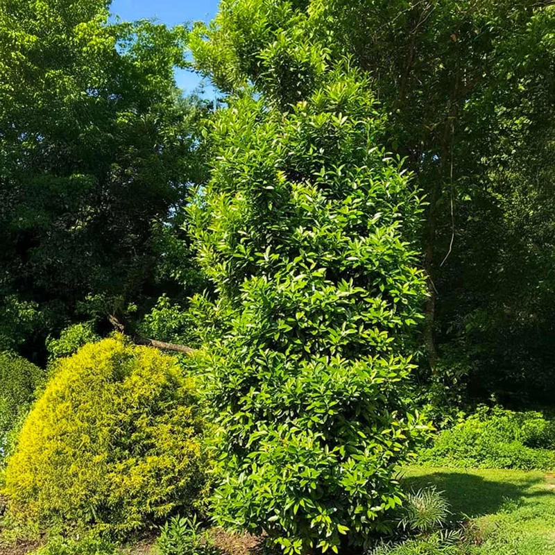 Southern Living® Screen Play Holly Shrub