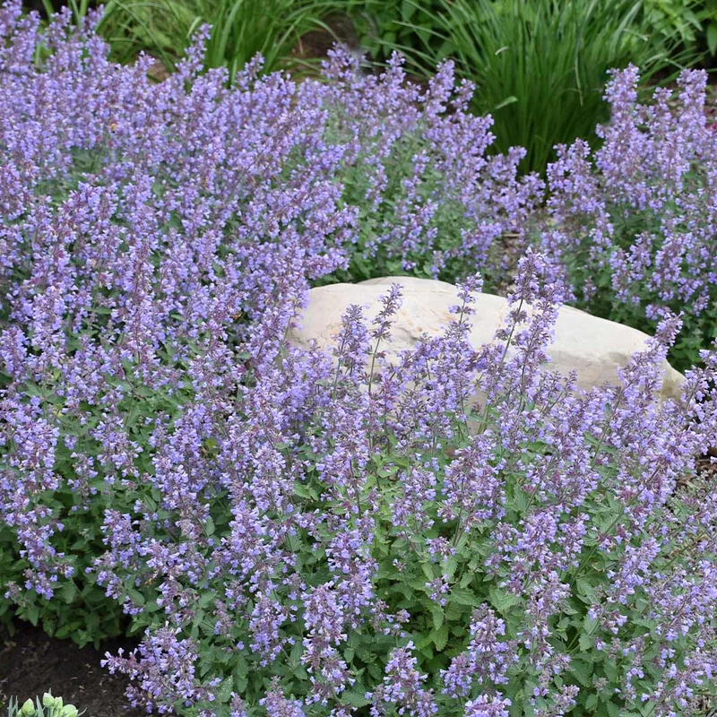 Proven Winners® Cat's Meow Nepeta